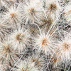 ART PRINT | Tumbleweed by Denise Rix