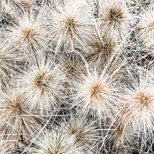 ART PRINT | Tumbleweed by Denise Rix