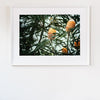 ART PRINT | Banksia 1 by Denise Rix
