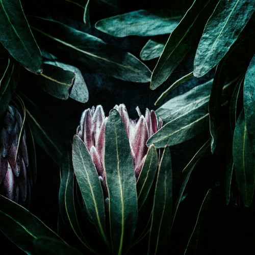 ART PRINT | Protea 2 by Denise Rix