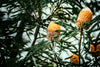ART PRINT | Banksia 1 by Denise Rix