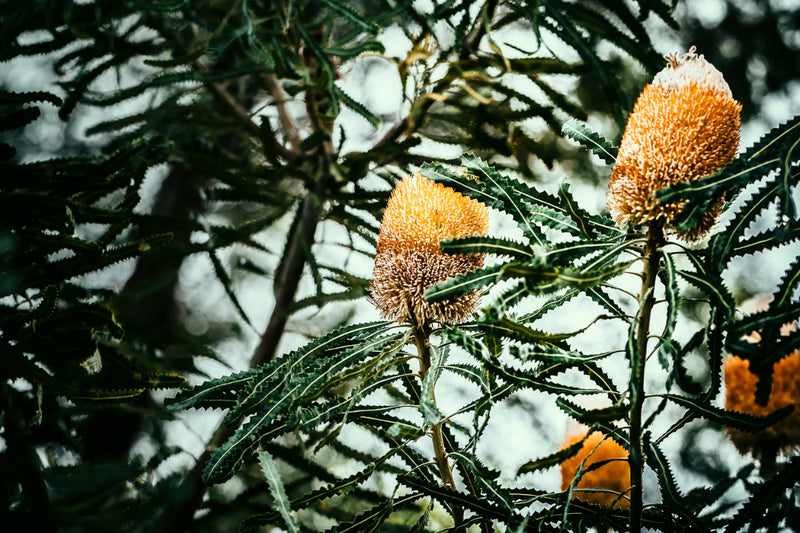 ART PRINT | Banksia 1 by Denise Rix