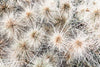 ART PRINT | Tumbleweed by Denise Rix