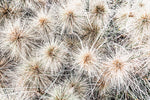 ART PRINT | Tumbleweed by Denise Rix