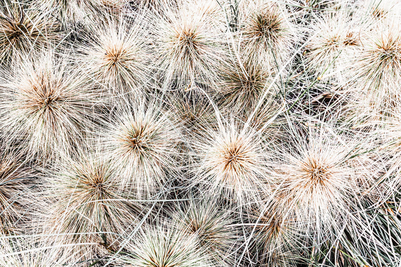 ART PRINT | Tumbleweed by Denise Rix